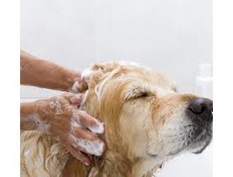 Large Dog Grooming - The Pawfect Nanny