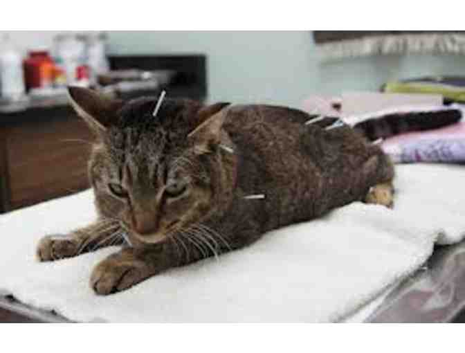 Acupuncture for Animals: One One-Hour Session