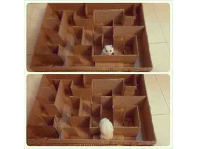 Pet Sitting Service for your Small Pet by Fourth Grader Zosia I.