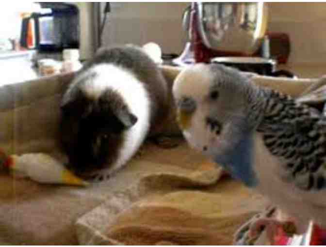 Pet Sitting Service for your Small Pet by Fourth Grader Zosia I.