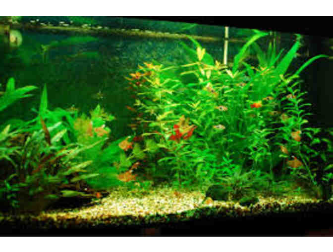 Fund-a-Fish: $5 Donation for Mann's Fish Tanks and Supplies!