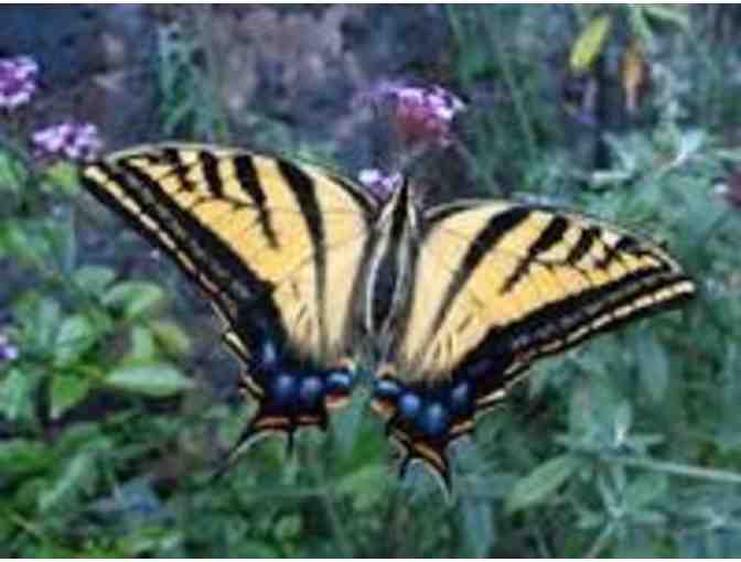 Pre-K Sleep Under: Inviting All Super Swallowtails and Rainbow Butterflies!