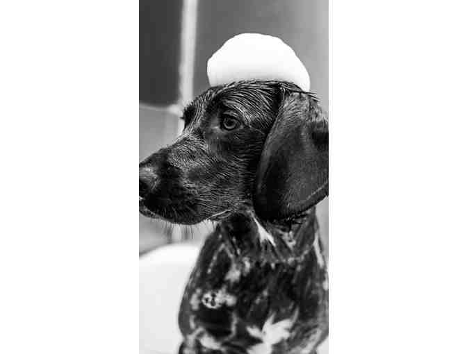 Mudpuppy's Tub & Scrub Full-Service Wash