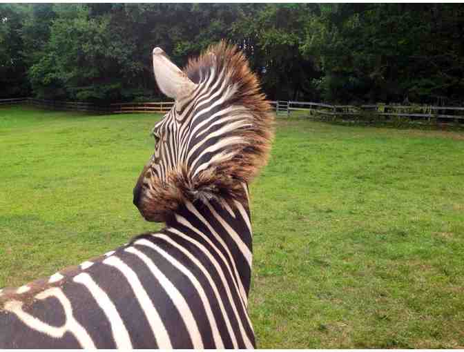 Zipper the Zebra -  Meet and Greet!