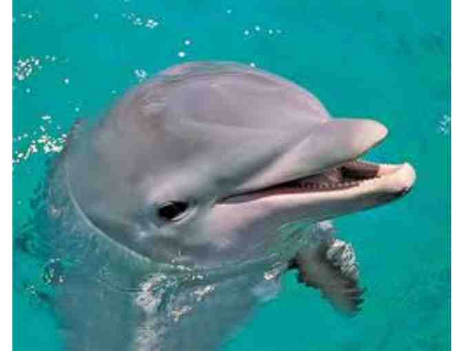 Dolphin Odessey at Miami Seaquarium - Experience for 2 people