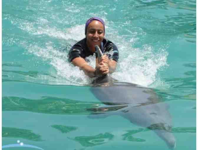 Miami Seaquarium - Swim with the Dolphins 'Odyssey Package'