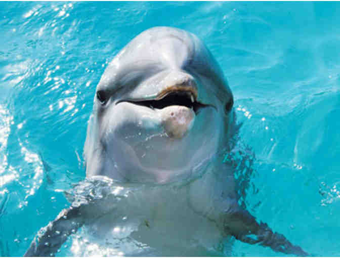 Dolphin Encounter -- 2 tickets -- Miami Seaquarium