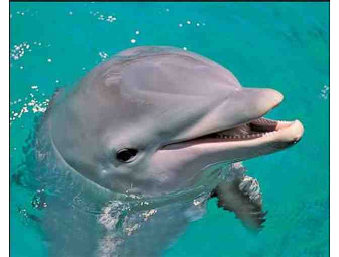 Miami Seaquarium - Swim with the Dolphins 'Odyssey Package'