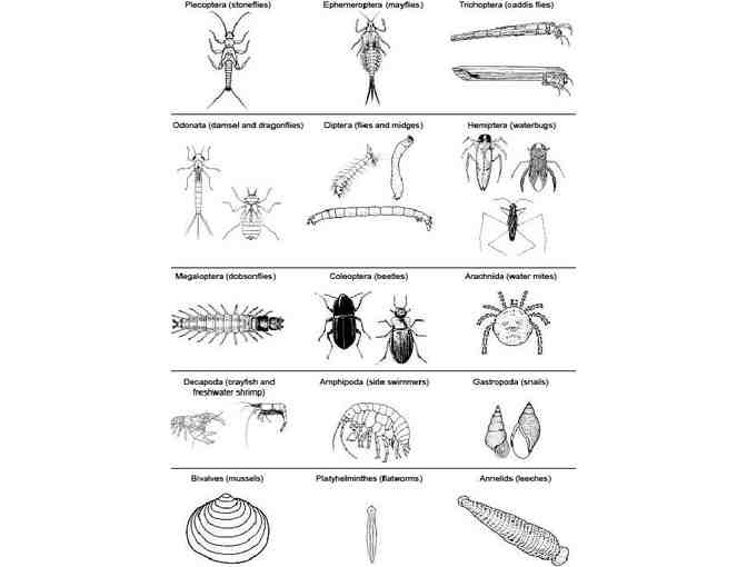 Bug Camp with HRWC's Paul Steen!