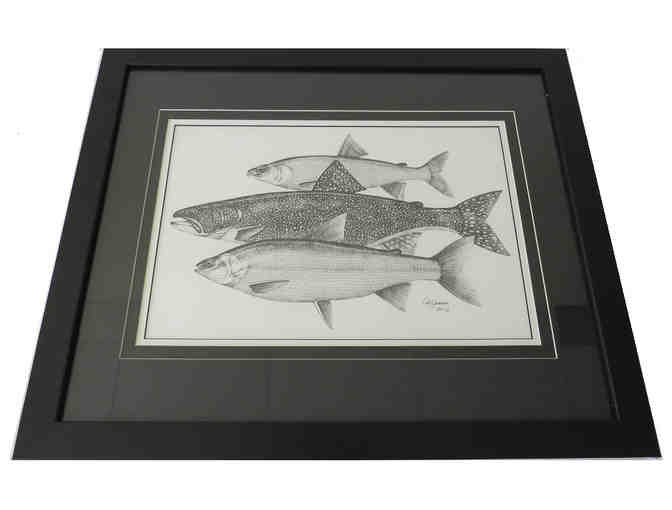 Framed Al Jensen Fish Illustration