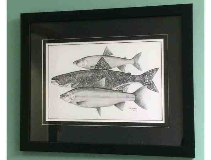 Framed Al Jensen Fish Illustration