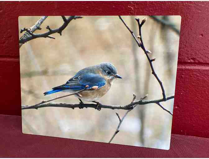 BlueBird Metal Print 8x10