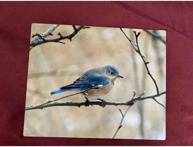BlueBird Metal Print 8x10