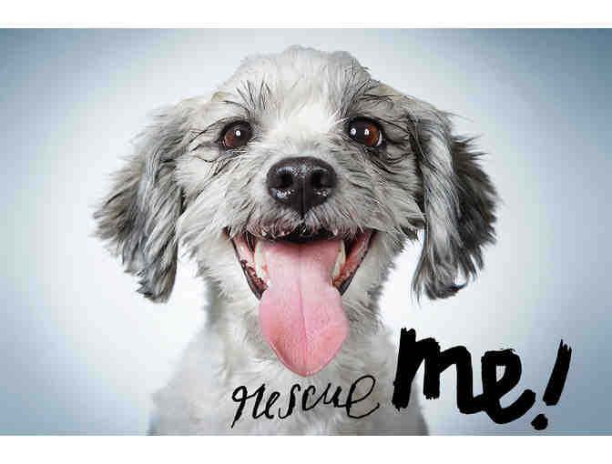 Portrait of your Pet by RICHARD PHIBBS Fashion and Fine Art Photographer