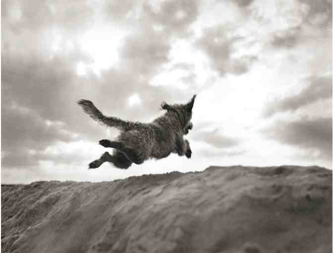 Portrait of your Pet by RICHARD PHIBBS Fashion and Fine Art Photographer