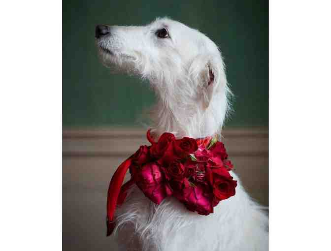 Portrait of your Pet by RICHARD PHIBBS - Fashion and Fine Art Photographer