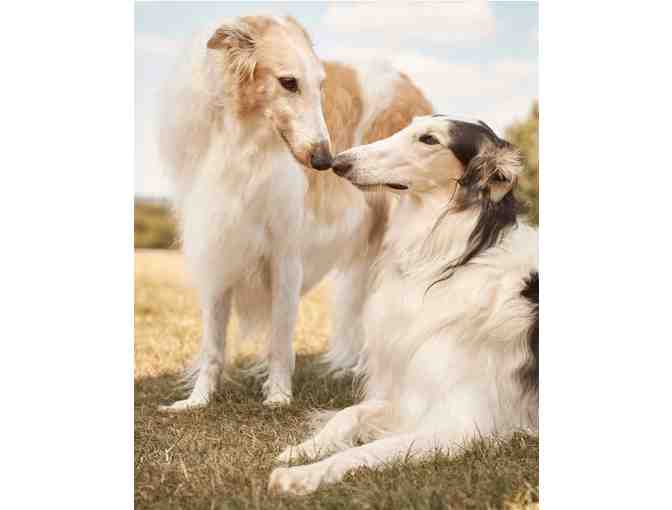 Portrait of your Pet by RICHARD PHIBBS - Fashion and Fine Art Photographer