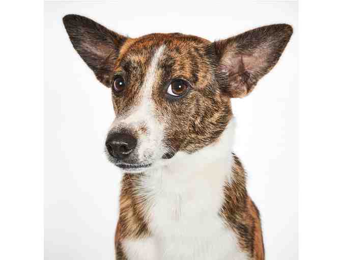 Portrait of your Pet by RICHARD PHIBBS - Fashion and Fine Art Photographer