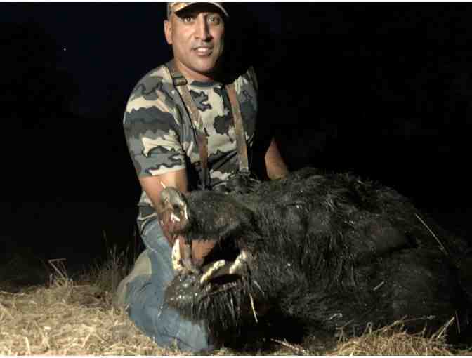 Wild Pig Hunt for One Person