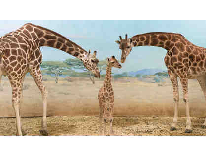 Teacher ($25/1 chance): James Cocoros/Feed the Giraffes!