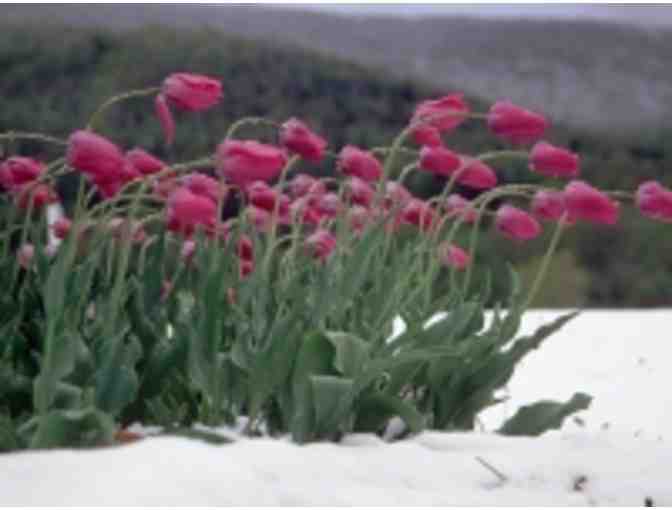 Francis Driscoll Photography