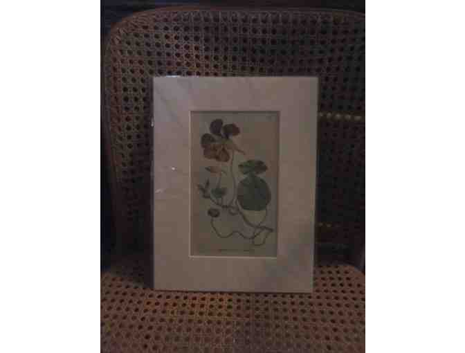 English Botanical prints, circa 1800