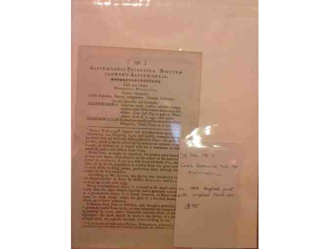 English Botanical prints, circa 1800