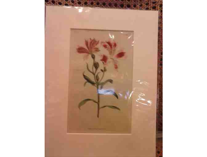 English Botanical prints, circa 1800