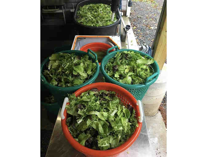 A Day at The Farm w/ Fromer Market Gardens