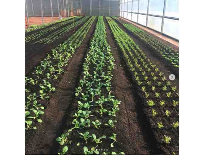 A Day at The Farm w/ Fromer Market Gardens