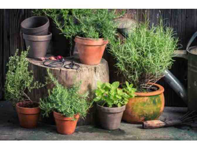 Two Fully Stocked Herb Planters Courtesy of Kerns Nursery