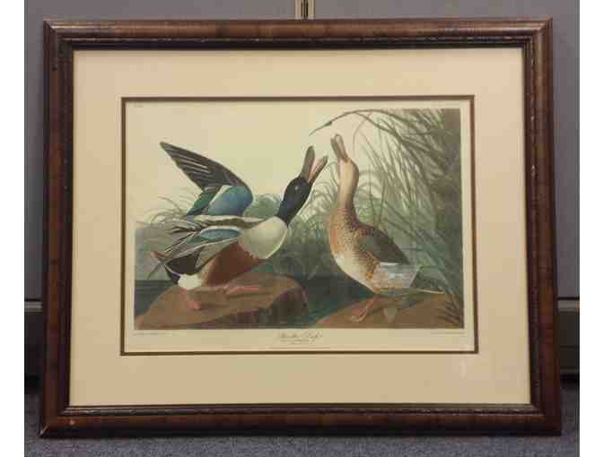 Framed Audubon print of Shoveller Duck
