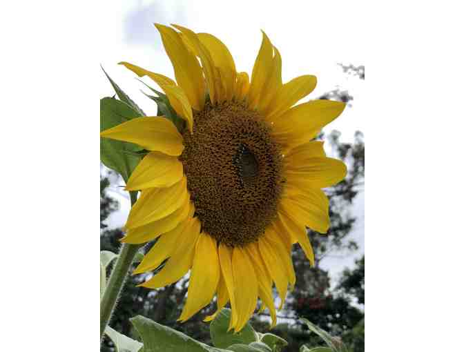 Ho'ala's Sunflower Photo