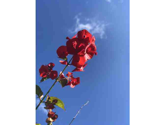 Sky Flower Photo