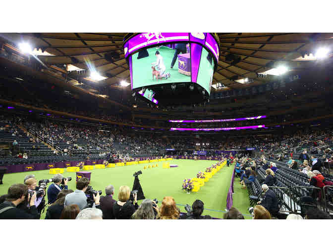 2026 Westminster Kennel Club Dog Show at Madison Square Garden, NY, - Photo 1