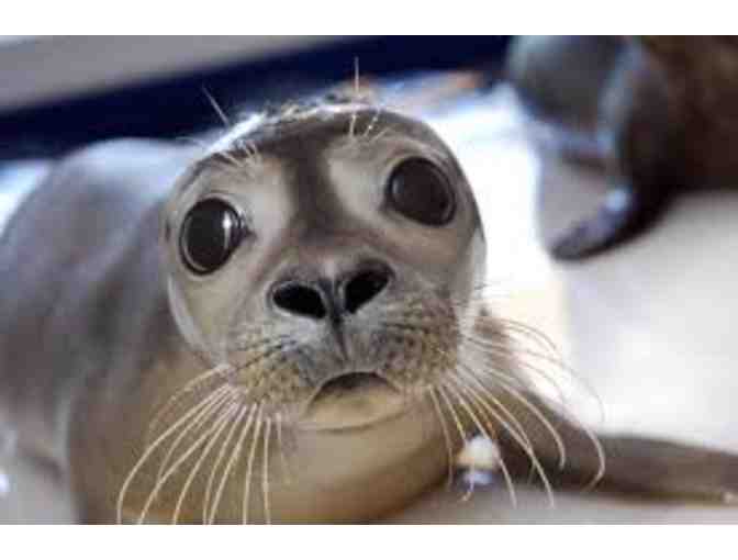 Mystic Aquarium: Four Admission Tickets