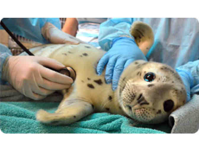 Tour for Two of the Marine Mammal Center