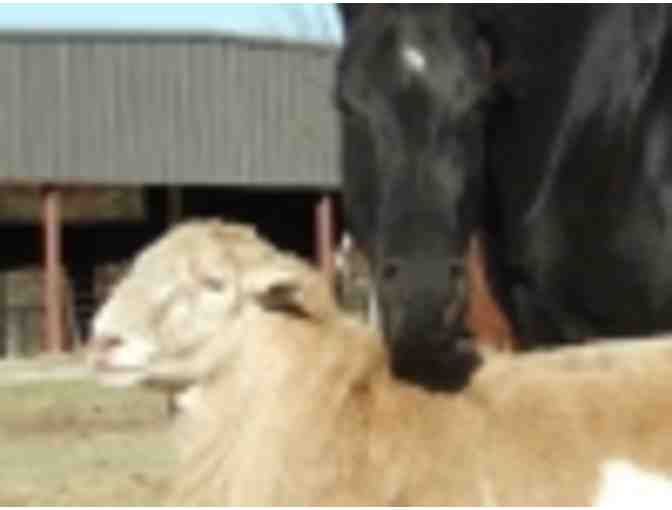 Menagerie Farm - $50 Gift Certificate