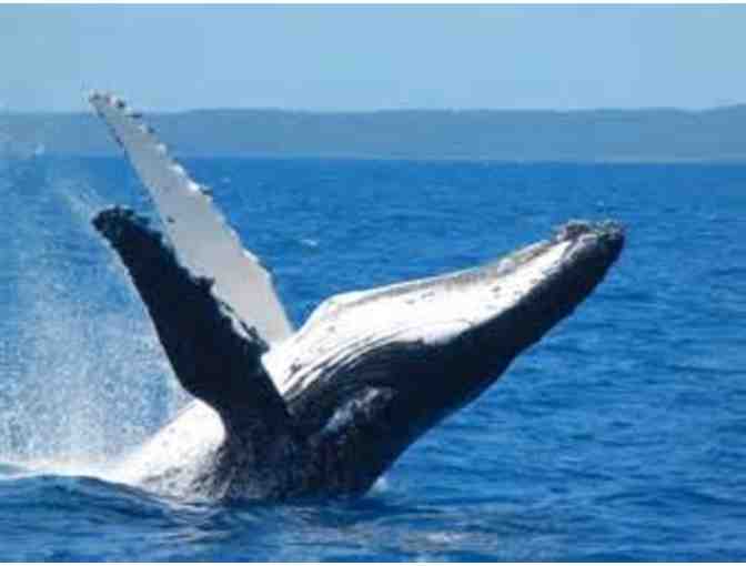 Grab your sailing bag to see Mobydick and friends