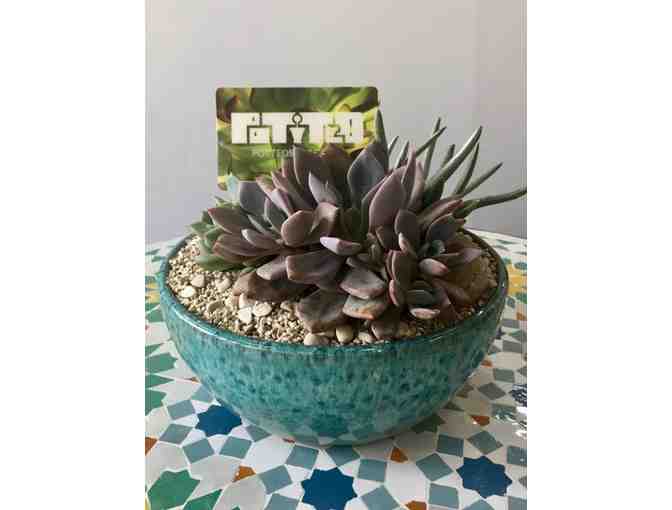 Potted Store $75 Gift Certificate and Succulent