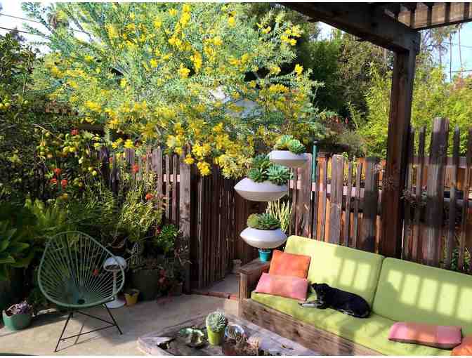 Potted Store $75 Gift Certificate and Succulent