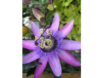 $40 Gift Certificate to Bokay Nursery