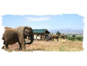 $40 Gift Certificate to Wild Things at Vision Quest Ranch