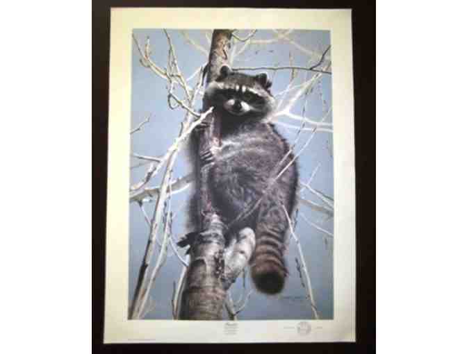 Bandit Raccoon by Charles Frace Limited Edition and Hand-signed by Artist