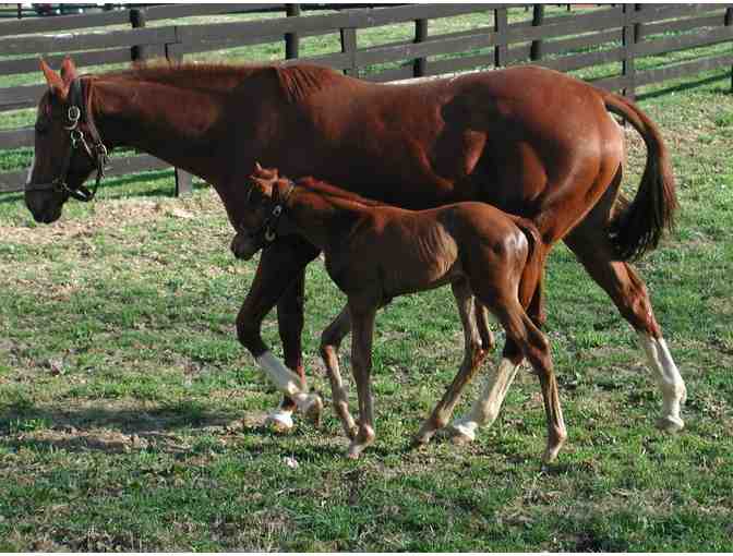 Behind-the-scenes Tour of Hermitage Farm!