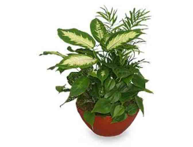 Nanz & Kraft $50 Gift Card