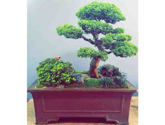 Spring Garden Bonsai Installation from Deep Forest Gallery