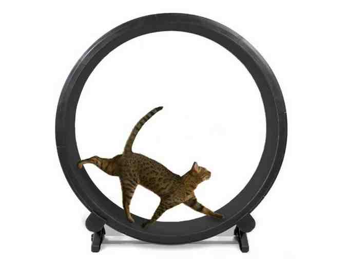 Fast Cat Exercise Wheel