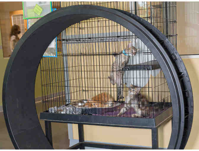 Fast Cat Exercise Wheel