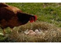 Urban Farming: Eggs, Seasonal Fruits/Vegetables & Honey